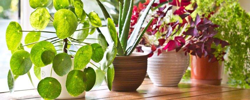 actual mantener plantas saludables en tu departamento