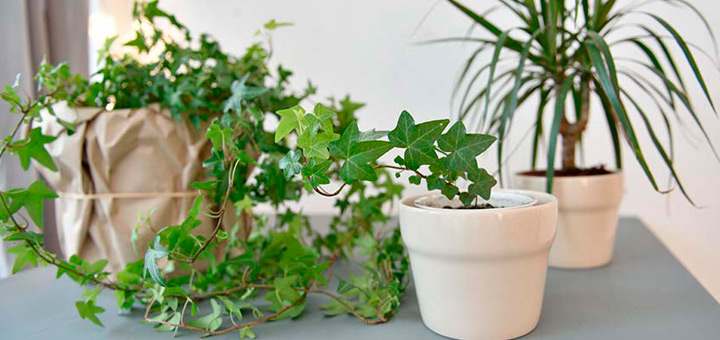 mantener plantas saludables en tu departamento cambiar de sitio