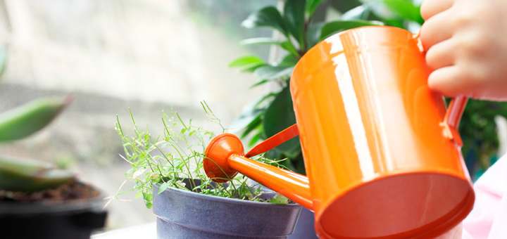 mantener plantas saludables en tu departamento regar cuidadosamente